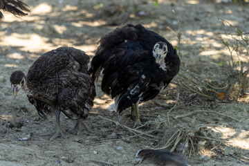 Portrait of two adorable baby turkeys or poults outdoors on a hot summer day