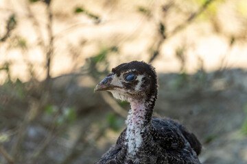 Adorable baby turkey or poults, outdoors on a hot summer day, close up