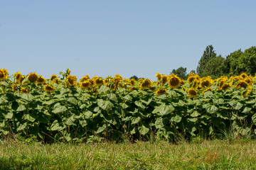 Fototapeta na wymiar Close-up in a sunflower field in the middle of July