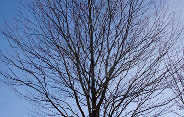 Tree with the Blue Background