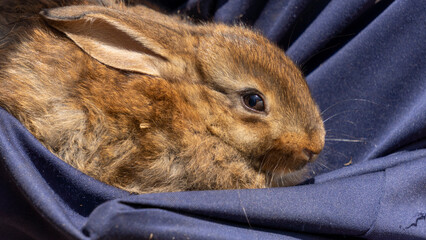 Close-up of an adorable scared reddish brown baby rabbit sheltering against his master