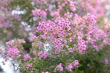 flower of erica in full blooming