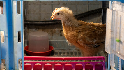 Portrait of an adorable chick, in a brooder