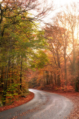 Obraz premium Empty and secluded road surrounded by trees and autumn leaves. Deserted and scenic street or highway filled with fall colours and scenery. Mysterious road path that can lead to dangerous driving