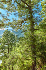 Closeup view of a pine forest in the mountains on a sunny day with a clear blue sky. Lush trees and greenery in a secluded nature scene. Tourism or hiking scenery in La Palma, Canary Islands, Spain