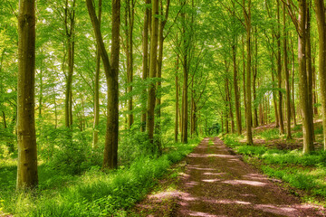 Secret and mysterious dirt road or pathway in a countryside leading to a magical forest where adventure awaits. Quiet scenery with a hidden path surrounded by trees, bushes, shrubs, lawn and grass