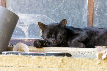 Close-up of an adorable black cat sleeping on a farmhouse window sill covered in cobwebs