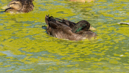 Duck in a muddy pond on a hot summer day