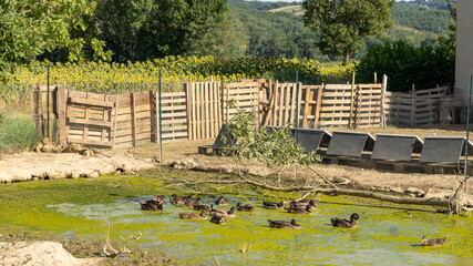 Fototapeta na wymiar Ducks in a muddy pond on a hot summer day