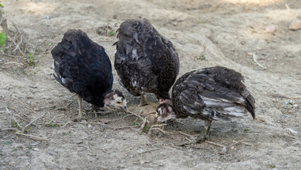 Three adorable baby turkeys or poults,
 foraging for seeds on dry ground on a hot summer day
