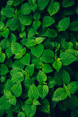 closeup nature view of tropical leaves background, dark nature concept.