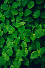 closeup nature view of tropical leaves background, dark nature concept.