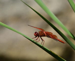 dragonfly among the long grasses