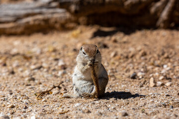 Round tailed ground squirrel, xerospermophilus tereticaudus, in the Sonoran Desert. A cute rodent grooming and foraging for food in the American Southwest. Cute wildlife, Pima County, Tucson, Arizona.
