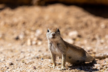 Round tailed ground squirrel, xerospermophilus tereticaudus, in the Sonoran Desert. A cute rodent grooming and foraging for food in the American Southwest. Cute wildlife, Pima County, Tucson, Arizona.