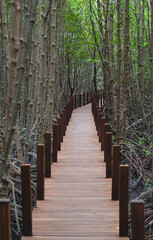 Fototapeta na wymiar Wooden bridge in mangrove forest and lake at oversea, this place for relaxation in trail