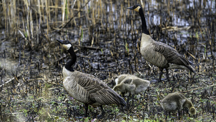 2022-05-11 Brigantine