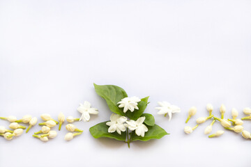 Obraz na płótnie Canvas white flowers jasmine local flora of asia arrangement flat lay postcard style on background white 