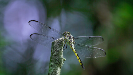 2022-07-13 GS Wildlife