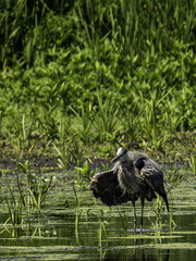 2022-07-13 GS Wildlife