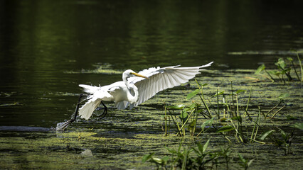 2022-07-13 GS Wildlife