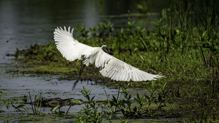 2022-07-13 GS Wildlife