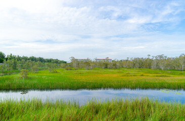 Trees and grasses in natural water with blue sky.