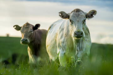 Fat Beef cows grazing on native grasses in a field on a farm practicing regenerative agriculture in Australia 