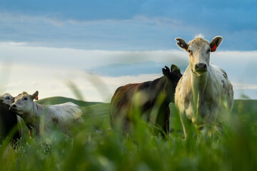 cows in field, grazing on grass and pasture in Australia, on a farming ranch. Cattle eating hay and...