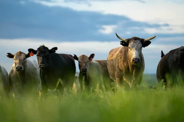 Gordijnen cows portrait in australia © William