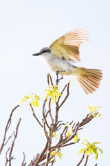 Grey kingbird (Tyrannus dominicensis) flapping its wings on a branch in Sarasota, Florida