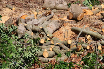 Firewood prepared for the winter