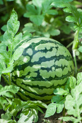 ripe watermelon on the field