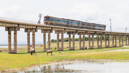 The train is running on floating railway track that passes through the grasslands at Pa Sak Jolasid Dam.Thailand.