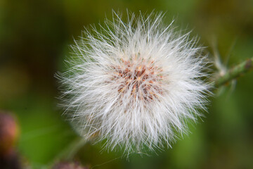Common dandelion is the familiar weed of lawns and roadsides.