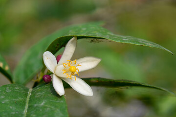 Lemon trees, white, fragrant flowers bloom all year round.