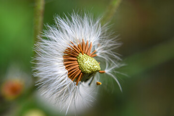 Common dandelion is the familiar weed of lawns and roadsides.