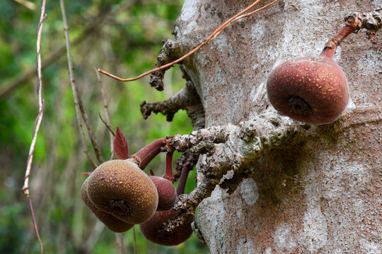 Ficus auriculata (Roxburgh fig) is a type of fig tree.