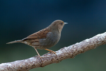 カヤクグリ