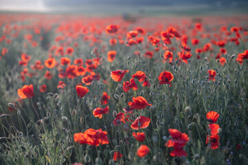 Red poppies close-up on an endless field with beautiful sunlight