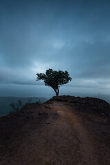 tree on Raigad fort