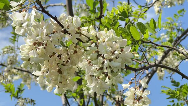 Bee collects nectar from white acacia flowers against a blue sky