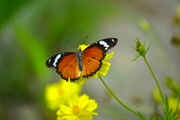 Fototapeta na wymiar Butterflies are swarming flowers in the flower garden.
