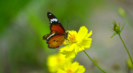 Butterflies are swarming flowers in the flower garden.