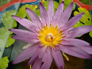Obraz na płótnie Canvas Purple Water Lilly flower