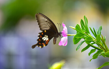 Butterflies are swarming flowers in the flower garden.