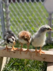 Three little chickens