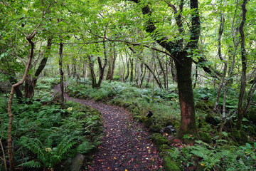 wild forest with fine path