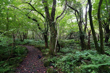 wild forest with fine path