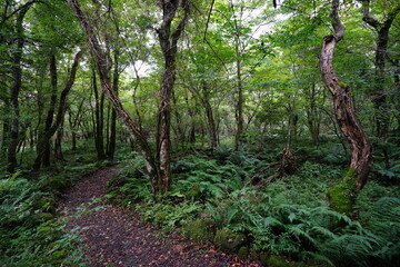 fine pathway through fern and old trees